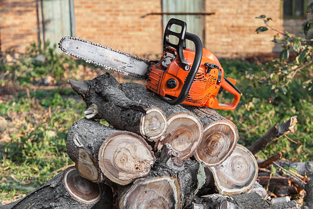 Best Tree Removal Near Me  in South Gate Ridge, FL